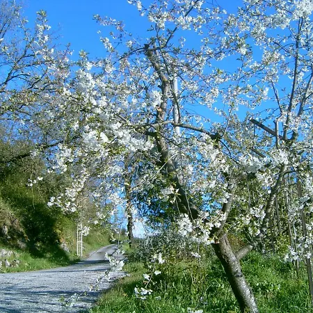B&B Casa Rosella - Country House Bellegra Exterior foto